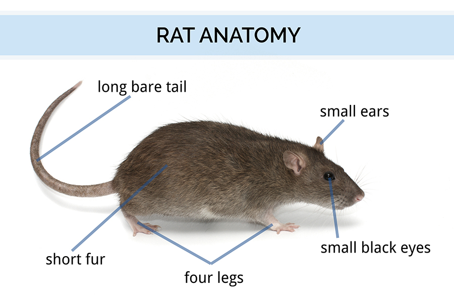 Rat Classification Chart