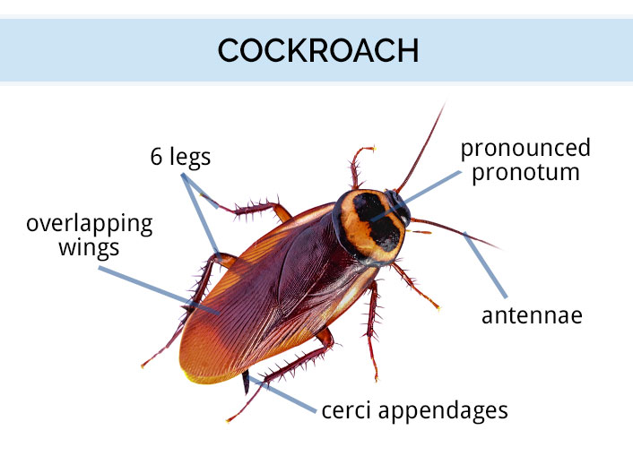 What Does A Cockroach Look Like Roach Identification Guide