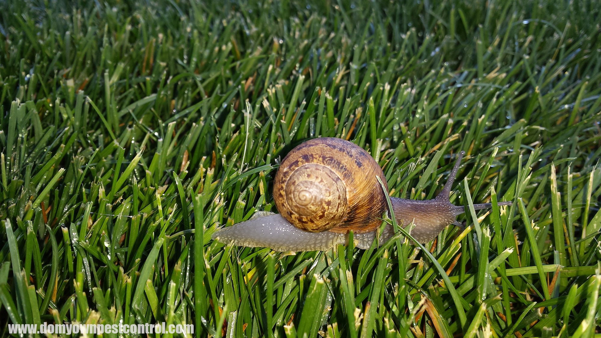 Snail Slug Control Bait Getting Rid Of Garden Snails Slugs Domyown Com