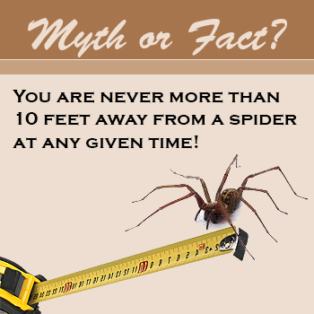 spider myth or fact you are never more than 10 feet from a spider