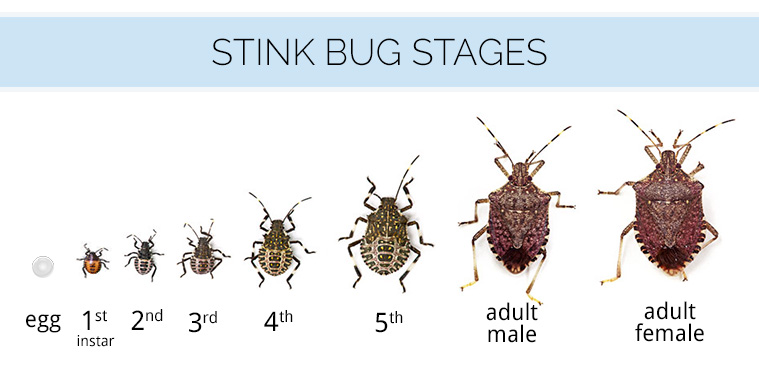 Learn What Stink Bugs Are and What They Look Like.