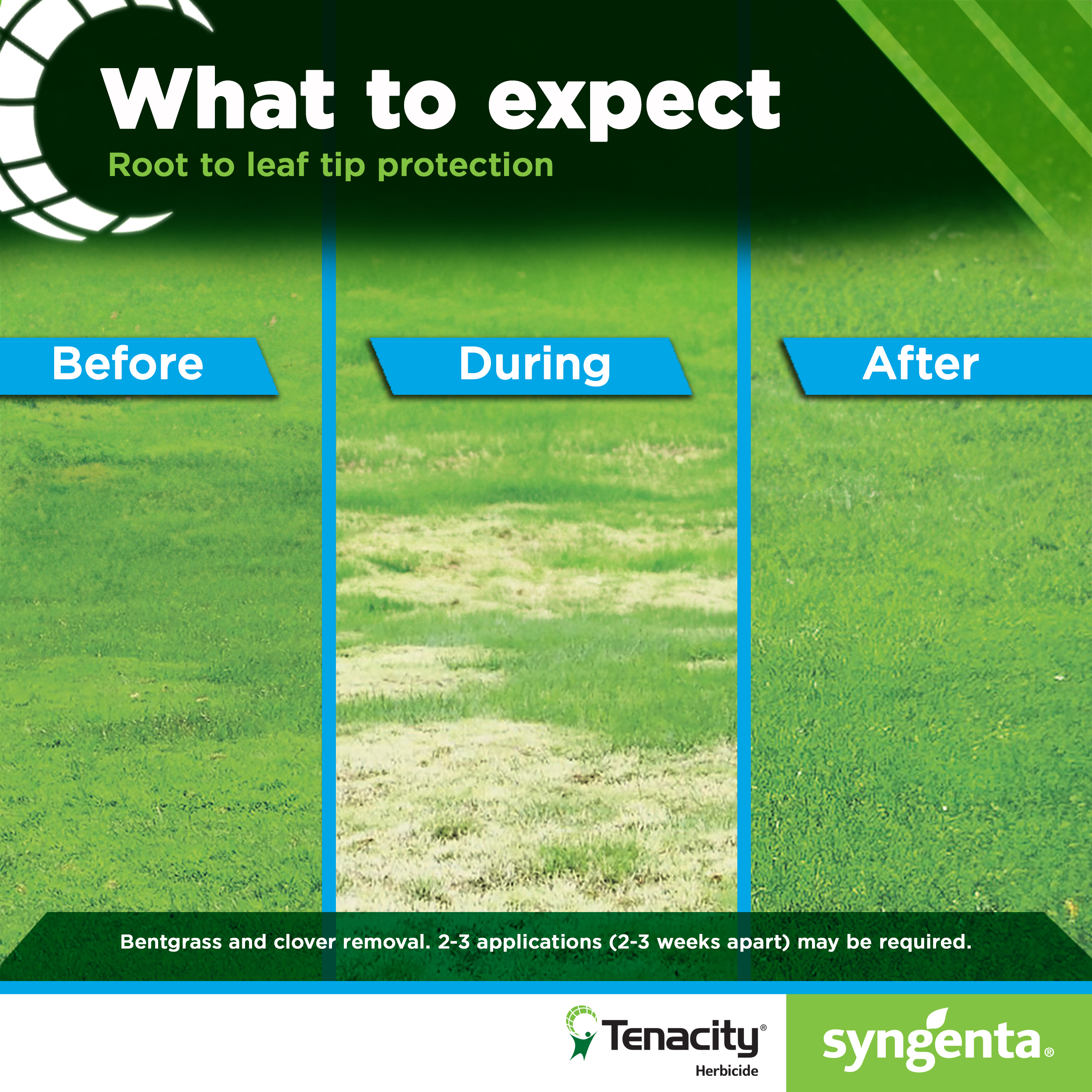 Tenacity Herbicide offers Root to leaf tip protection from weeds See the before and after chart showing bentgrass and clover removal.