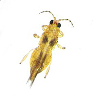 Thrips Guide