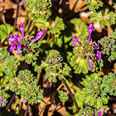 Henbit Guide