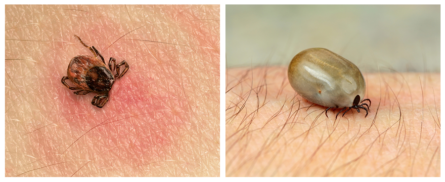 What Does A Full Tick Look Like