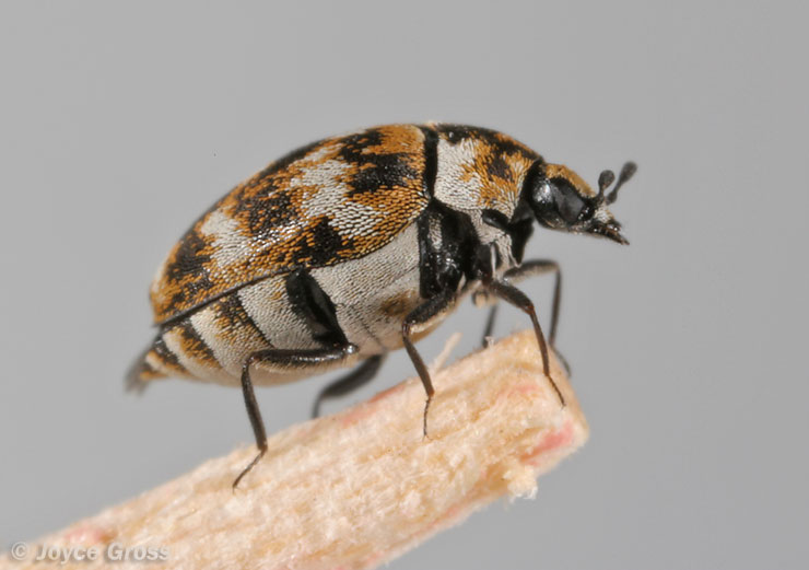 Carpet Beetles Treatment & Control