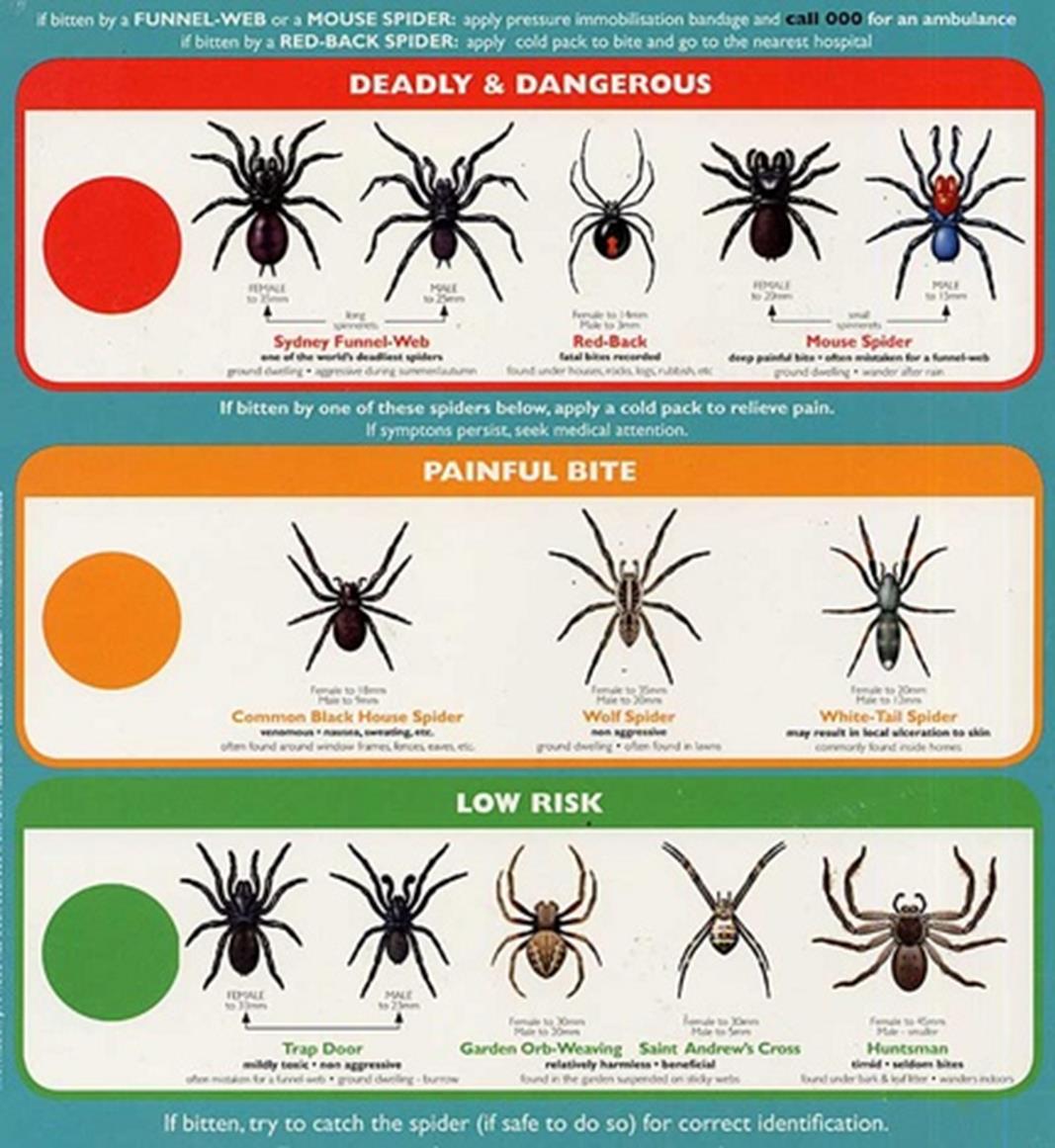 Usa Spider Bite Chart