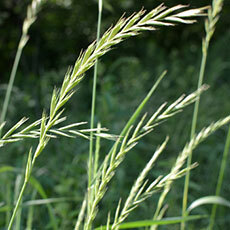 Quackgrass Guide