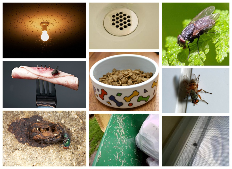 Where Do Flies Come From & Live Fly Inspection Guide