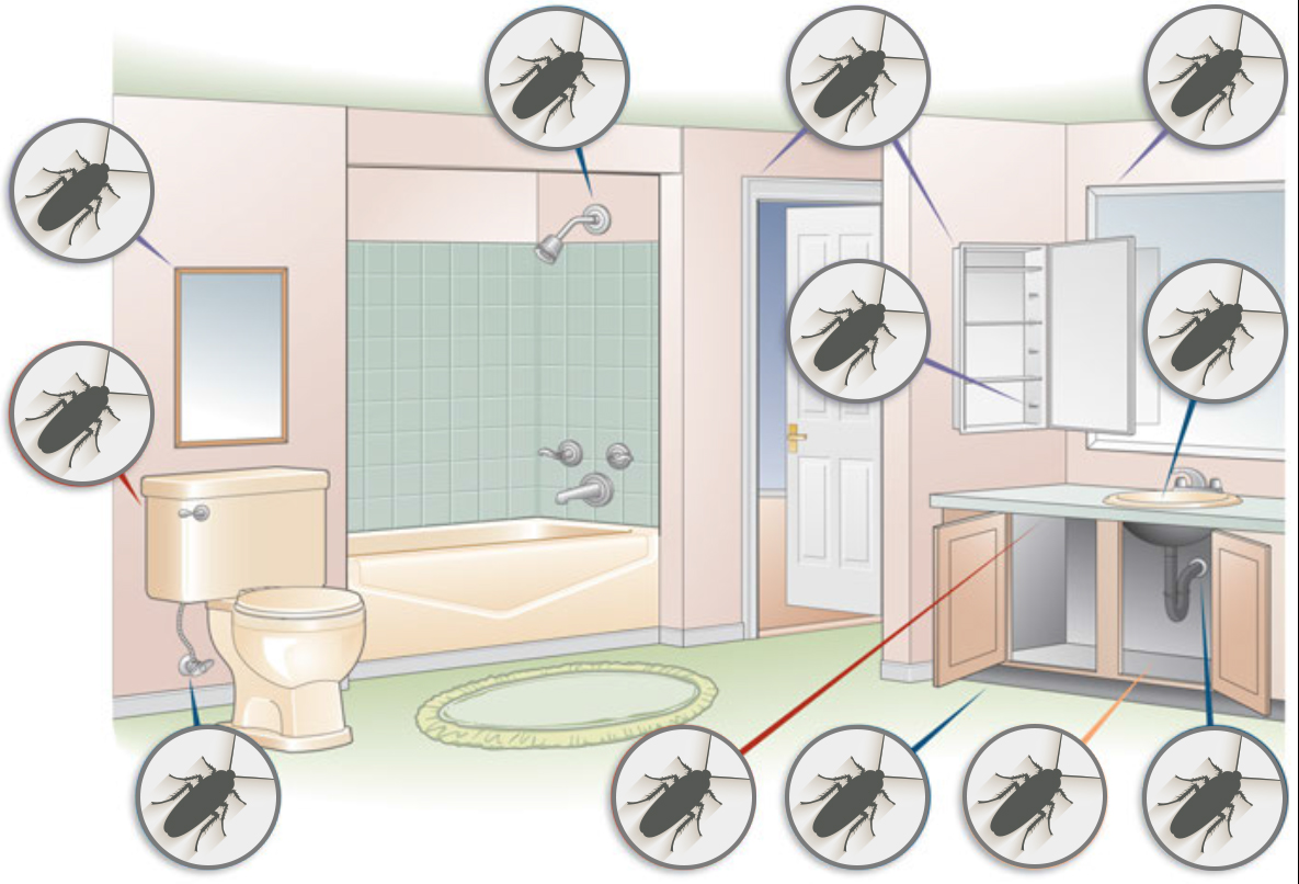 Roaches are nocturnal so roach inspections are usually conducted at night. Most roach infestations start in the kitchen and/or bathroom so your inspection ...