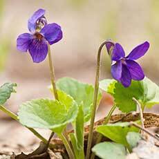 Wild Violet Guide