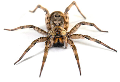 wolf spider