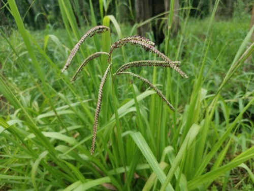 Image of Dallisgrass plant with green leaves and brown seed heads