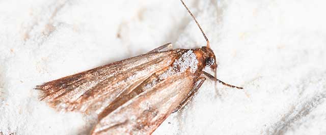 How To Get Rid of Flour Moths