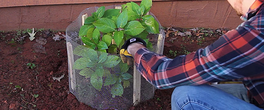 Gopher Prevention Guide How To Keep Gophers Away From Your Yard
