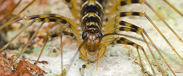 House Centipede Identification Guide