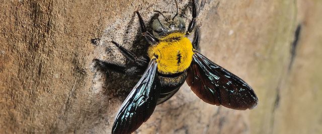 How to Get Rid of Carpenter Bees (Wood Bees)