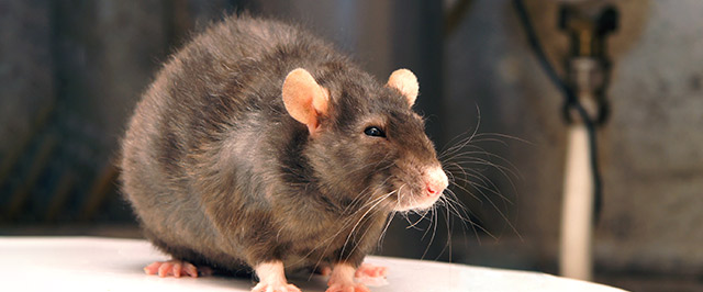 How to Get Rid of Rodents in Walls and Attics During Winter - Anchor Pest  Control