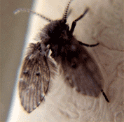 drain fly