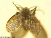 drain fly top view