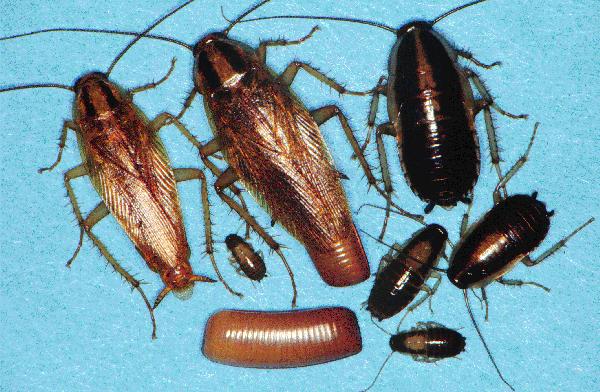 German roach - all stages of the life cycle
