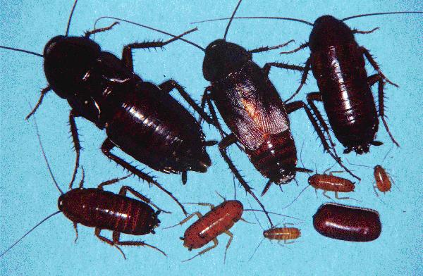 Oriental Roach - all stages of life cycle