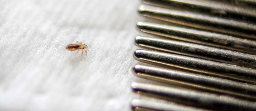 How To Kill Head Lice, How To Treat Head Lice, Get Rid of Head Lice