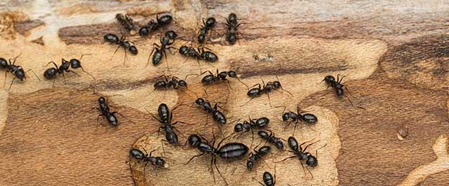 Little Black Ant Identification & Biology