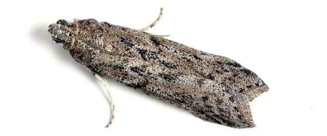 https://www.domyown.com/images/mediterranean-flour-moth-identify.jpg