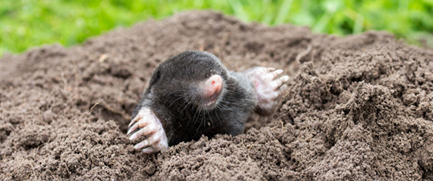 What Does A Mole Look Like | Ground Mole Identification Guide