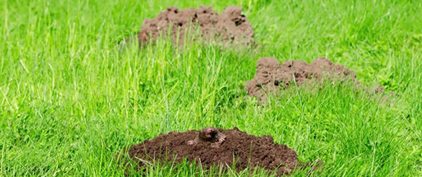 Ground Mole Inspection Guide | Mole Tunnels, Damage & Signs