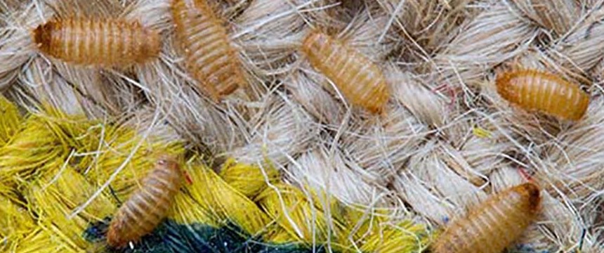 carpet bugs carpet bugs