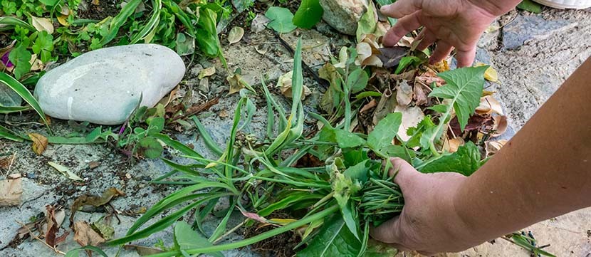 The Quackgrass Prevention Guide