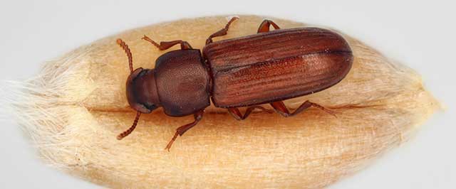 Red Flour Beetle