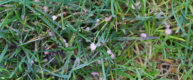 How to Prevent Red Thread Lawn Disease