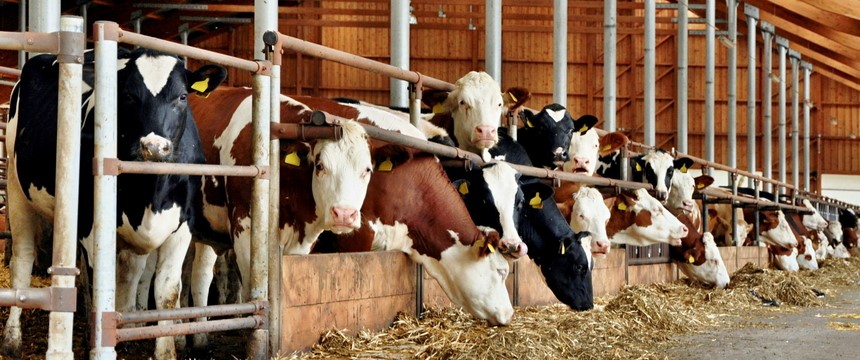 A Guide to Using Insecticides Around Animals