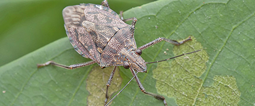 https://www.domyown.com/images/stink-bug-identify.jpg