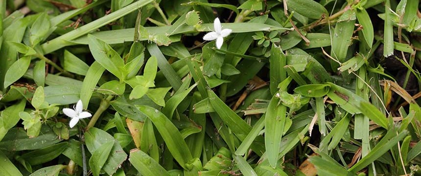 The Virginia Buttonweed Prevention Guide