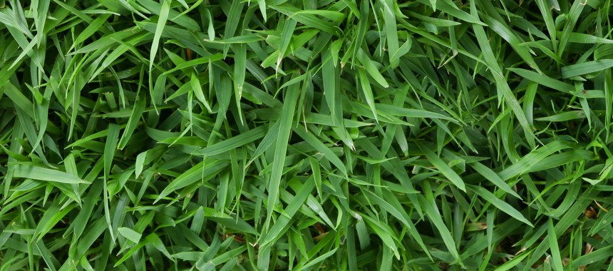 How To Care For Zoysia Grass My XXX Hot Girl