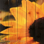 Gizaun Art Yellow Sunflower Inside Outside Full Color Cedar Wall Art
