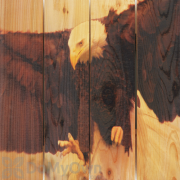 Gizaun Art Bald Eagle Inside/Outside Full Color Cedar Wall Art