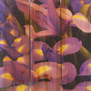 Gizaun Art French Iris Inside Outside Full Color Cedar Wall Art