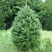 BL Balsam Fir Christmas Tree
